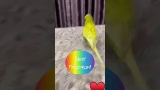 ЩАС,ЩАС! Подожди! 😂 #жирикмакедонский #смешнойпопугай #смешноевидео