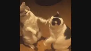 Прикольные  коты