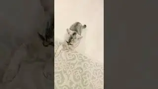 Шнапи😀😀