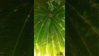 Natural Beautiful Flower #nature #excel #guavatree #windows #papaya #microsoft