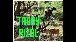 farm in tanay rizal