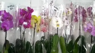 Магазин Орхидея/ много сортовых орхидей