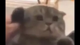 cat calls xQc