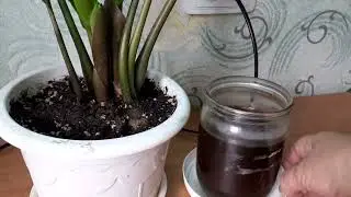 Замиокулькас.Удобрение комлексное с усиленной формулой азота.