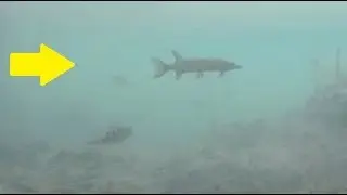 КАРАСЬ и ЩУКА на 10 минуте! подводное видео
