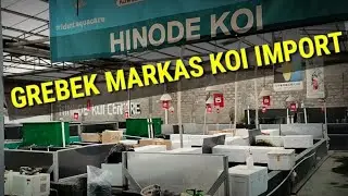 Grebek Markas Koi Import Hinode | Berani Take All?