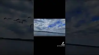 Wild Imagination in Ohio