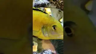 freshwater nano tank