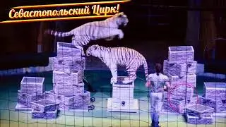 Севастопольс - цирк Сафари