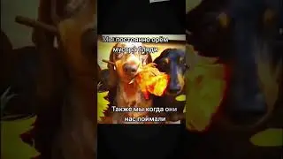 #мем #темщики #крипта #менты