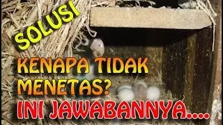 THIS IS THE CAUSE OF LOVEBIRD NOT RESOLVES ||