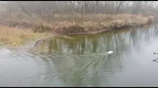 Карповый кораблик