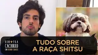 SHIH TZU - TUDO SOBRE RAÇAS DE CACHORROS | JULINHO CASARES