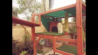 Cat’s playhouse update. (This is a documentary).喵喵遊戲區更新.(紀錄片).