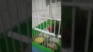 an se ye bhi gymnastics kare ga 😂 #funnyanimal #birds #shorts