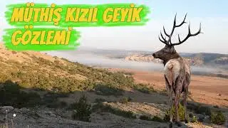 KIZIL GEYİK GÖZLEMİ / MUHTEŞEM BÖĞÜRME GÖRÜNTÜLERİ /AWESOME RED DEER OBSERVATION 