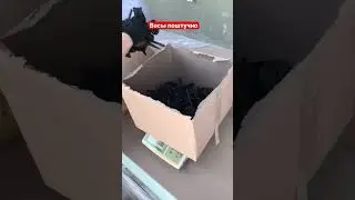 Весы поштучно 
