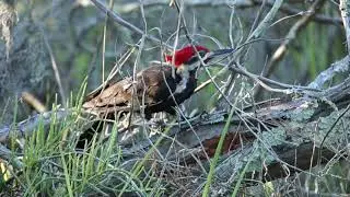 Pileated Woodpeckers Driftwood Beach