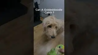 Can a Goldendoodle Catch ? #goldendoodle #dog