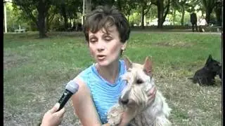 СКОТЧ ТЕРЬЕР