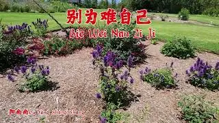别为难自己 Bie Wei Nan Zi Ji   - 欧阳尚尚 Ou Yang Shang Shang  (Male )   -    ( Vocal )