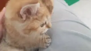 My sweet cute kitten Porsha | British shorthair