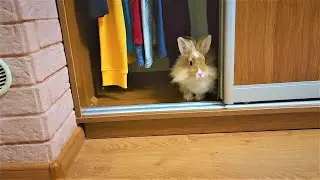 The rabbit learned to open the closet door, had to remove the clothes.