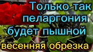 Весенняя обрезка и подкормка пеларгонии🌺