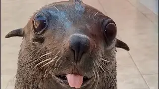 Sea lions compilation! (Part 4 ￼released!)