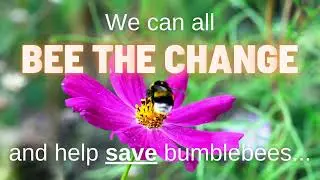 Bee the Change | 5 simple ways you can help save bumblebees!