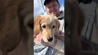 DAY TWENTY SEVEN OF OWNING A GOLDEN RETRIEVER PUPPY
