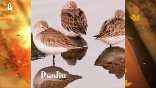 10 Cutest Adorable Birds