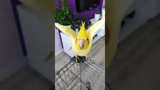 ахахахах Груня #trend#подпишись#ялюблю_тебя_жизнь#попугайка#