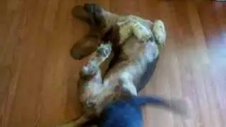 My Basset Hound Has A Spell
