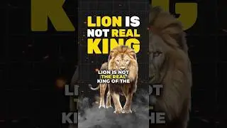Tiger vs Lion | Who Wins? 👑