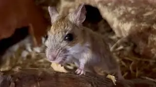Hopping mice try peanut butter 🥜