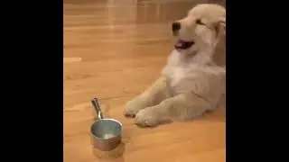 Cutest Golden Retriever Puppy    Made Your Day with These Funny and Cute Golden Retriever Puppies