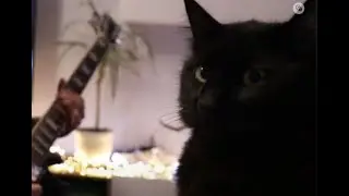 My cat enjoying some grove metal