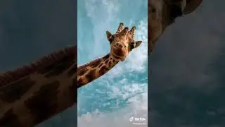 Animales que ya no viviran en 2050😥😥 #shorts #animals #animal