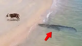 Quando Animais se Meteram com o Oponente Errado