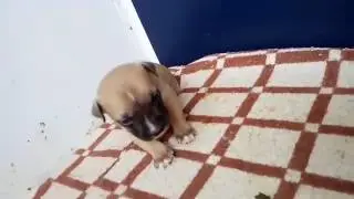 Little staffordshire puppy