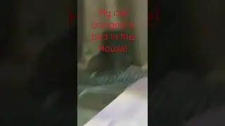 WHAT THE QUACK