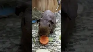 Що їдять морські свинки 🥕 #свинкишоу #морськісвинки #guineapig