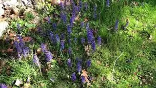 Ajuga reptans, Bugleweed