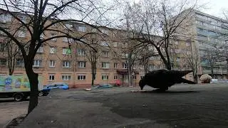 Голуби точат сухари #2 (уборщица убрала пачку, высыпать отказалась)