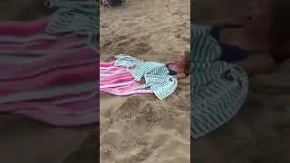 Залетела чайка