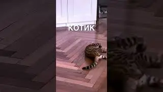 #милота