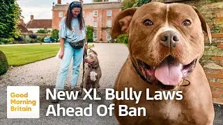 Xl Bully Owners Urged To Comply With New Restrictions By December 31st | Good Morning Britain