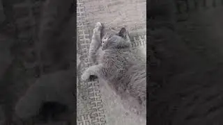 БЕРЕМЕННАЯ КОШКА #мяу