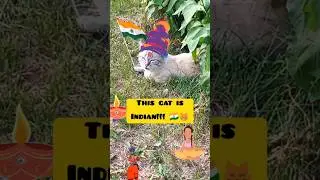 This 😺 def loves to dance with 🐘🐘 #cat #funny